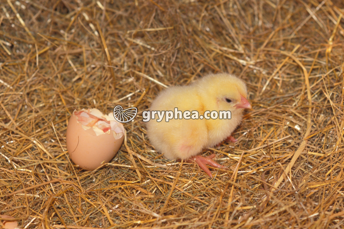 Reproduction de la poule - Poussin nouveau-né - gryphea.org